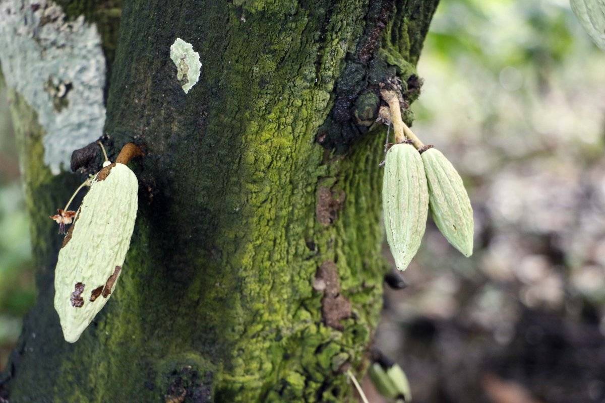 cacao