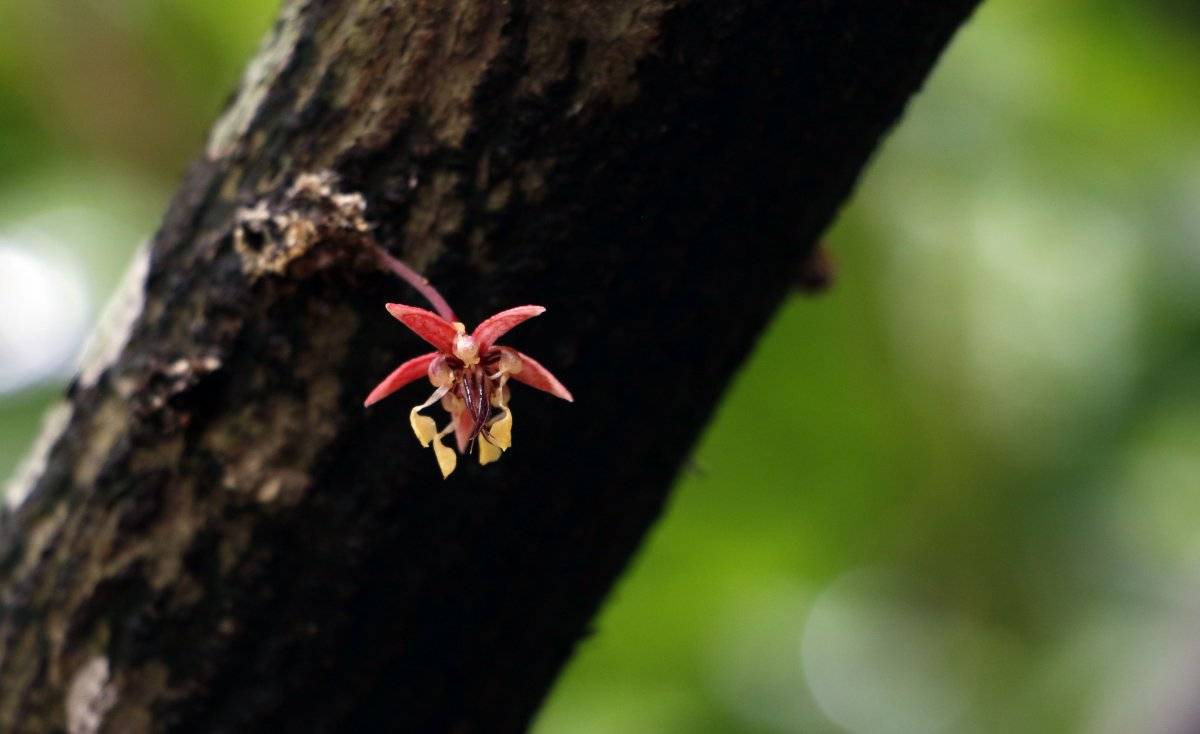 flor del cacao