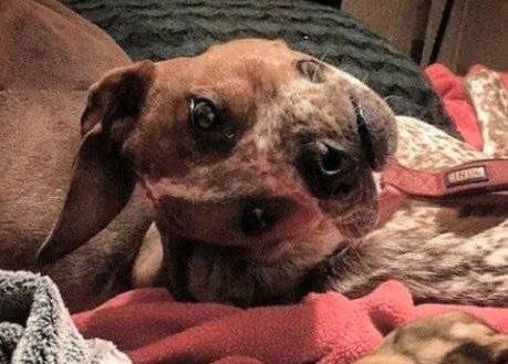 Perro