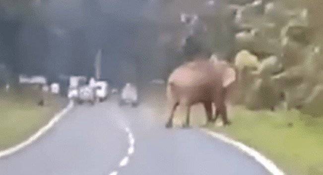 elefante