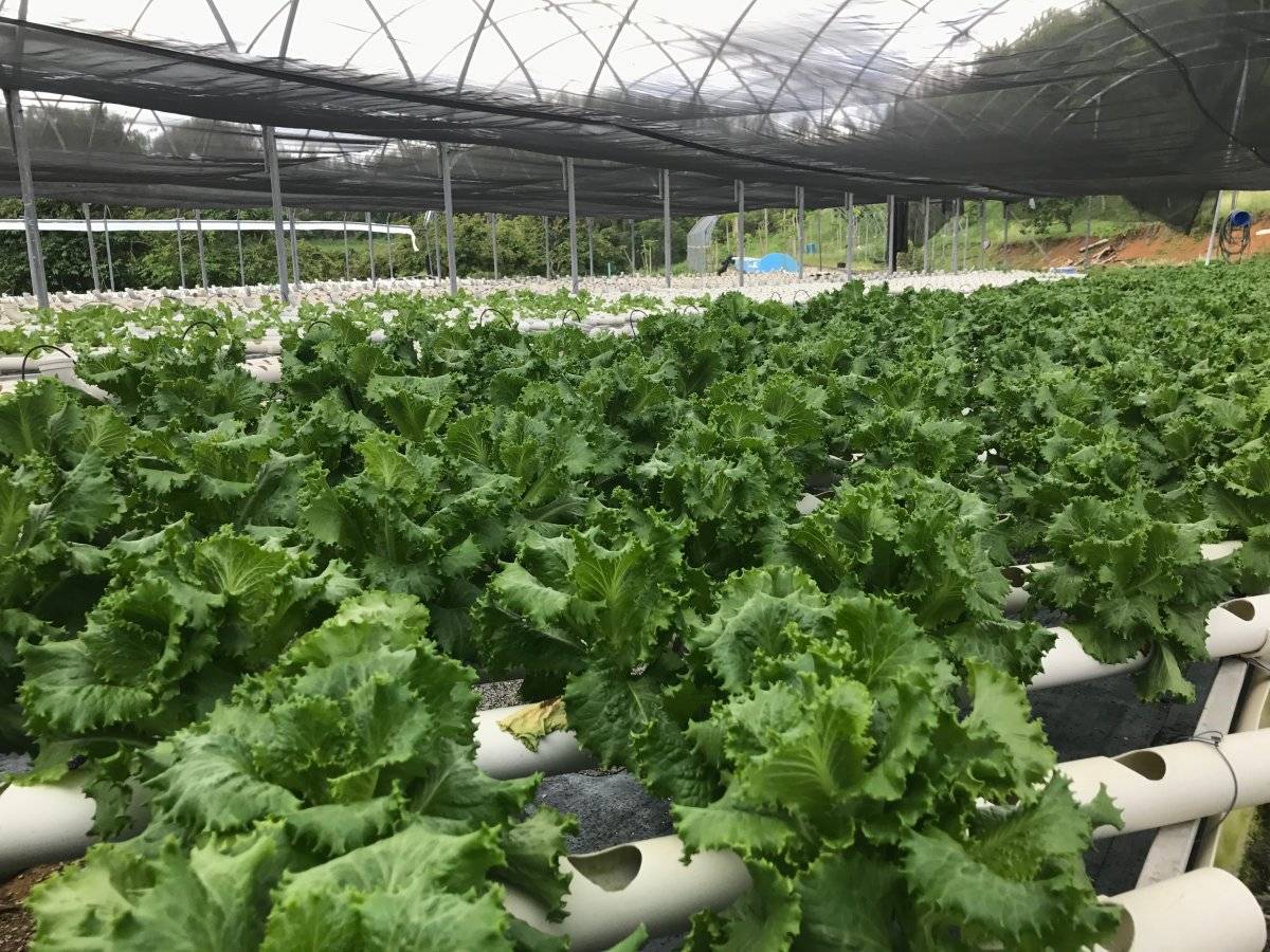 El proyecto emblemático del hurto hidropónico son las lechugas, que pueden tardar unos 45 días en crecer. Foto: Ronald Ávila Claudio