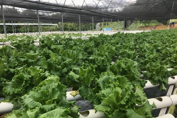 El proyecto emblemático del hurto hidropónico son las lechugas, que pueden tardar unos 45 días en crecer. Foto: Ronald Ávila Claudio