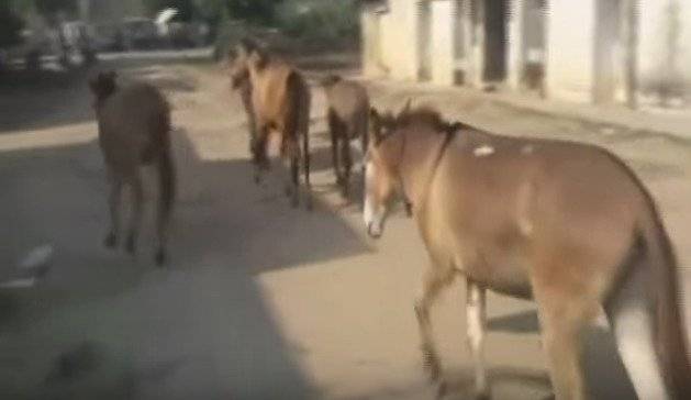 Burros