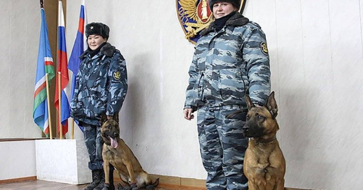 Cães trabalham em presídio