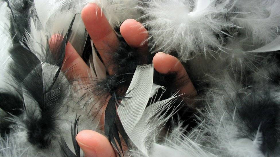 99027111plumas-6d95e186384067f821476f496365e2a2.jpg