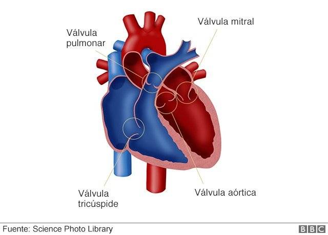 98893740corazon-c6f32c2a9695790ec93754a21149041f.jpg