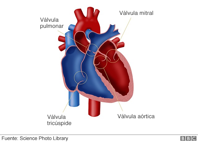Ilustración que muestra las válvulas del corazón Science Photo Library