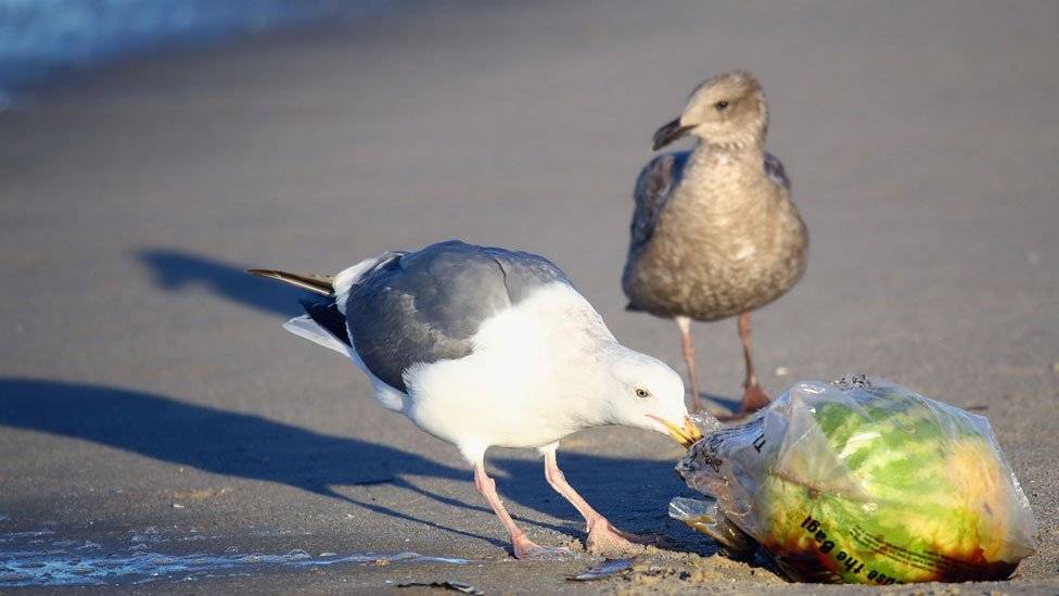 99072075bird-ba5a8dffb4b140d69dd1bea7bf62c973.jpg