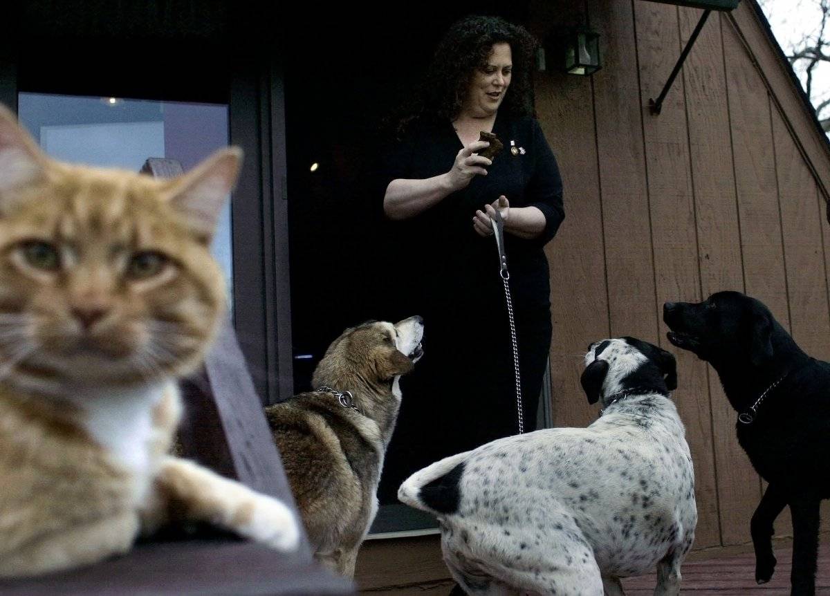 Los perros son más inteligentes que los gatos, asegura un estudio
