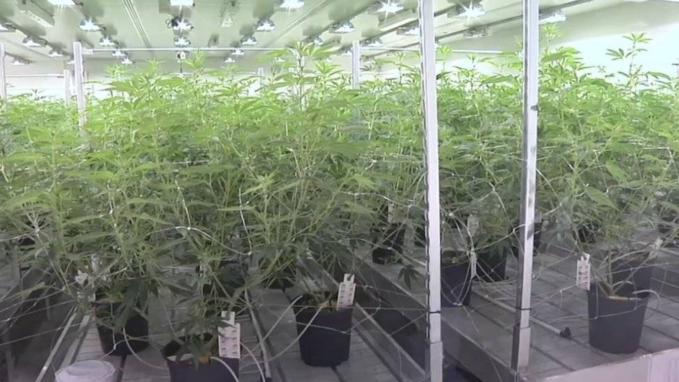 99056490cannabis-ea32321e601223280189f41dd5fe3d07.jpg