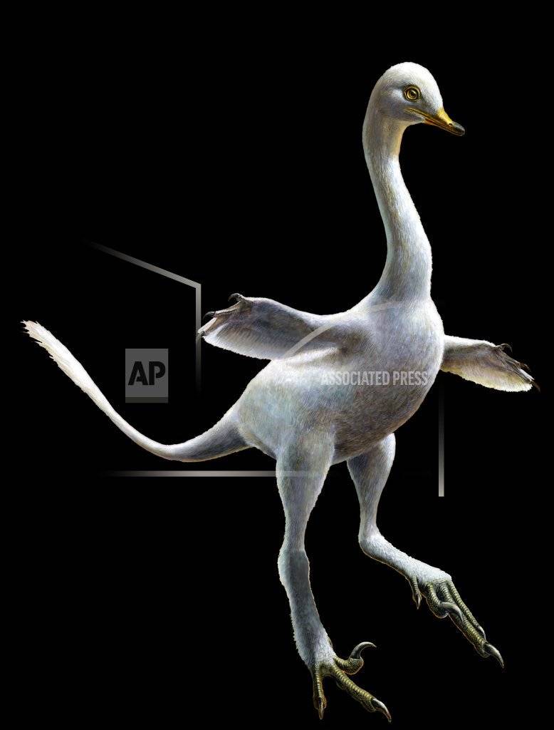Este dibujo proporcionado por Lukas Panzarin, con Andrea Cau para supervisión científica, muestra al dinosaurio Halszkaraptor escuilliei.