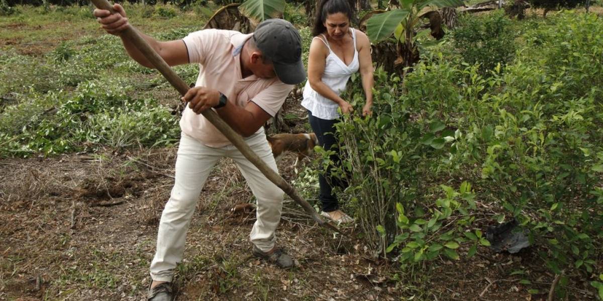 Colombia erradicó 15.000 hectáreas de coca el año pasado en suroeste del país