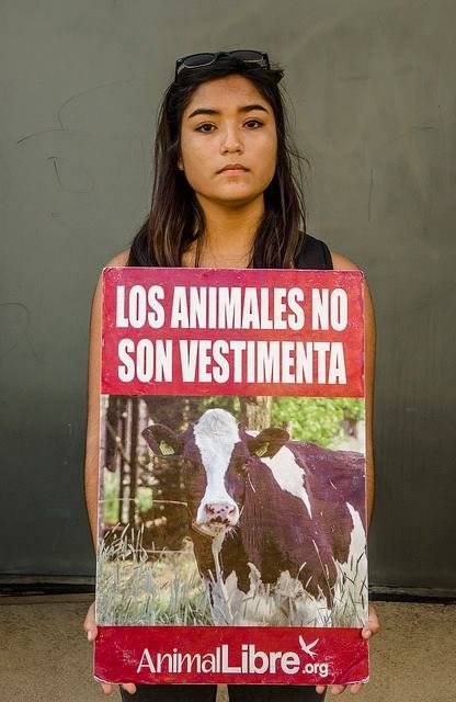 animales