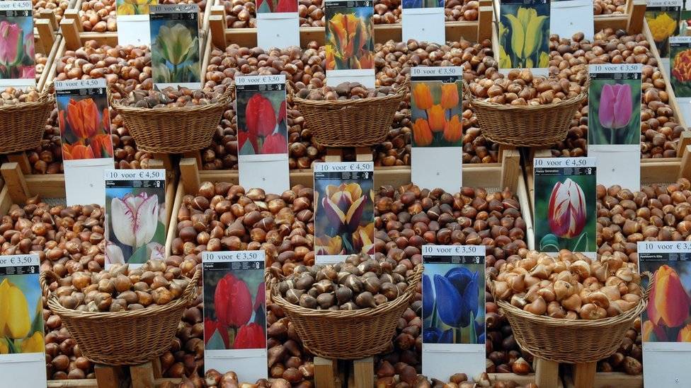 98967918tulipbulbs-eb981bfc76db7425d1e8b5e289af45e2.jpg