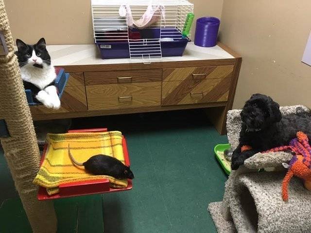 animales amigos