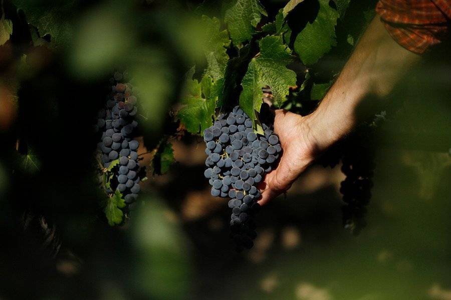 VINOS CHILENOS