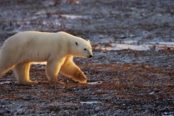 Oso polar