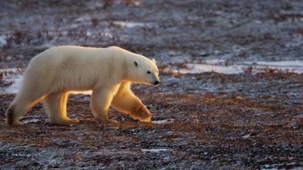Oso polar Oso polar