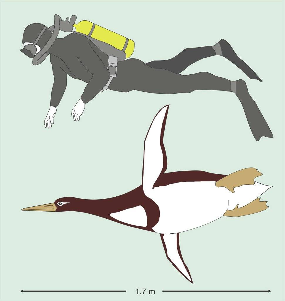 Pingüino prehistórico