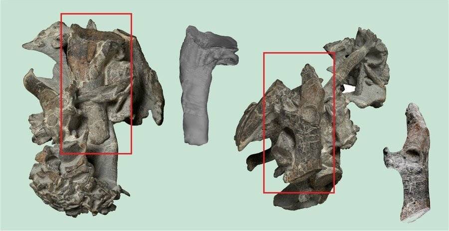 Fósil de pingüino prehistórico
