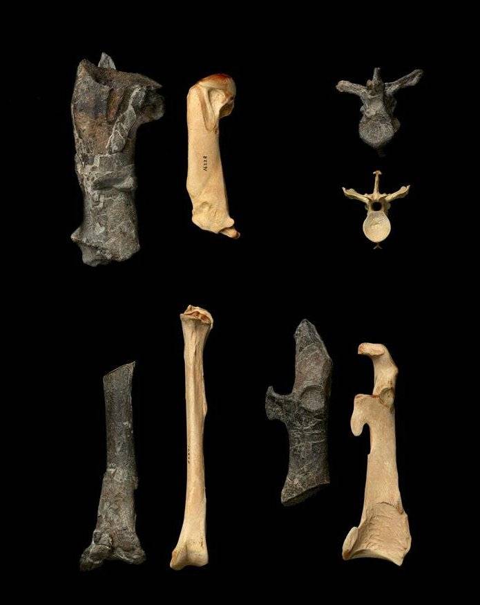 fósiles pingüinos gigantes