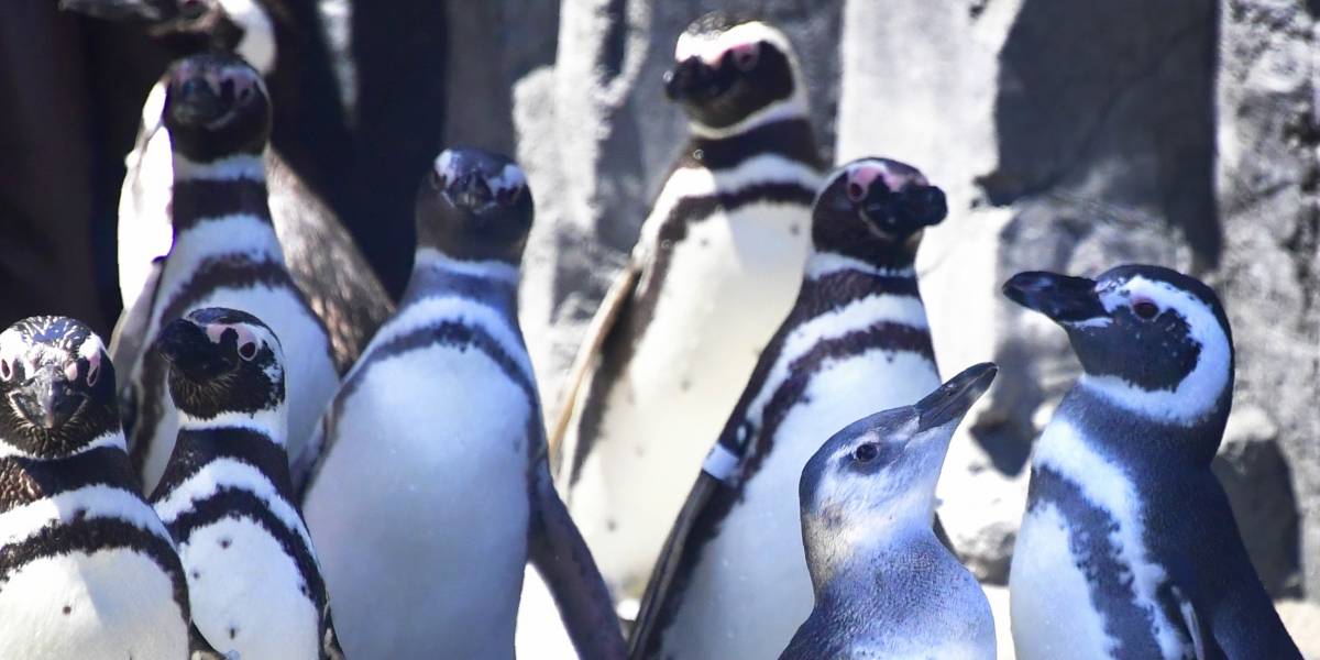 Pesaban 100 kilos y tenían el tamaño de un hombre descubren pingüinos gigantes que habitaron en la prehistoria en Nueva Zelanda