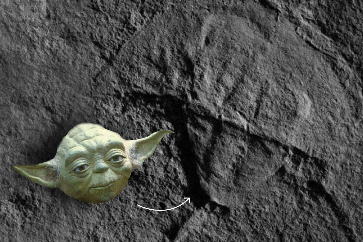 Yoda
