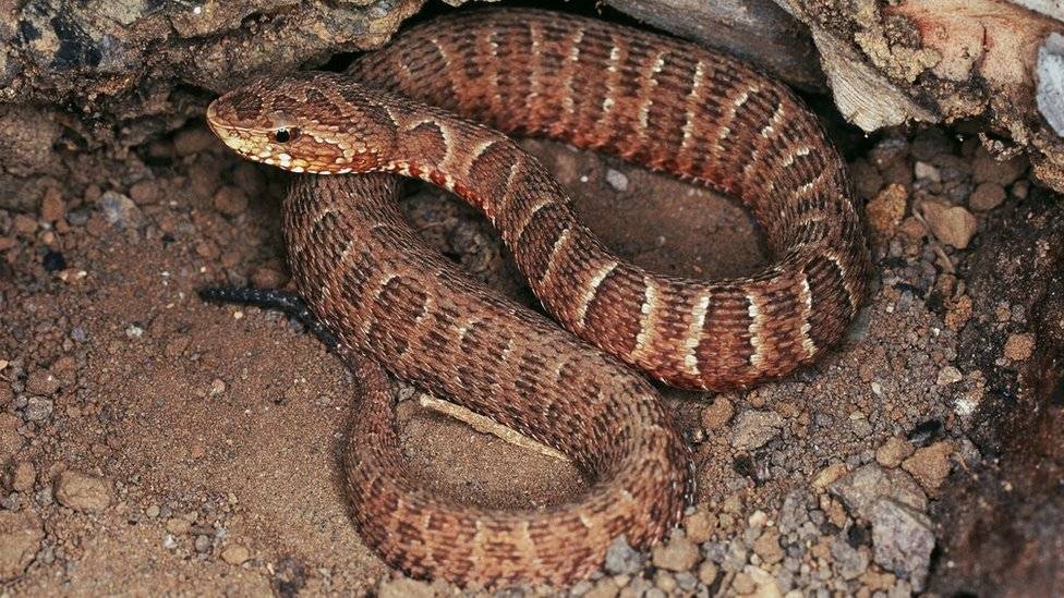 99162248bothropsitapetiningaerecorpreview2-be9a9220572a0295ddc4a6bf15254326.jpg