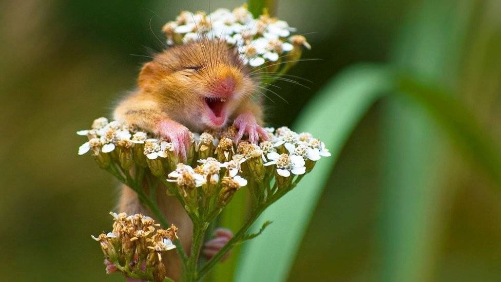 99241709andreazampattithelaughingdormouse00001732preview-857d921be11e023e7a5e1b3aa5ef15af.jpg