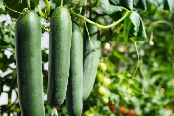 cirugía de inyección de pene cirugía de inyección de pene