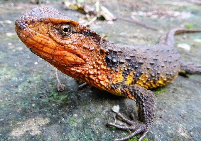 lagarto