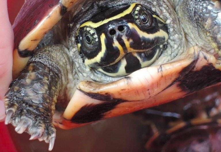 tortuga