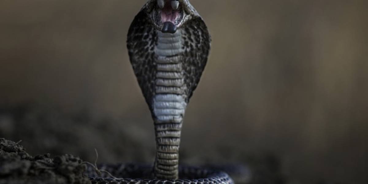 Es mordido por su cobra mascota y pide auxilio por Whatsapp