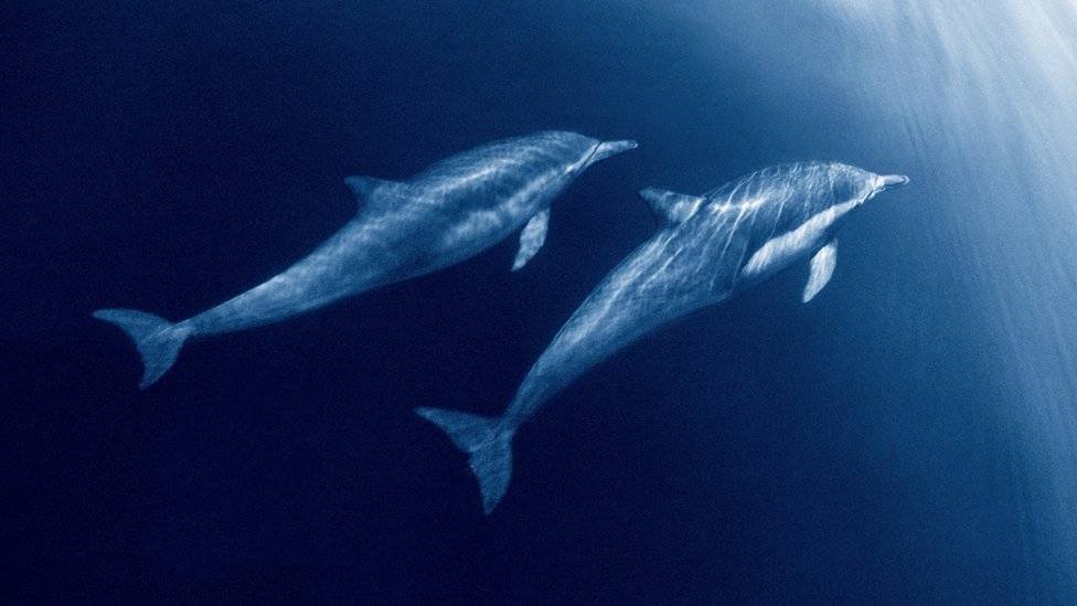 Delfines