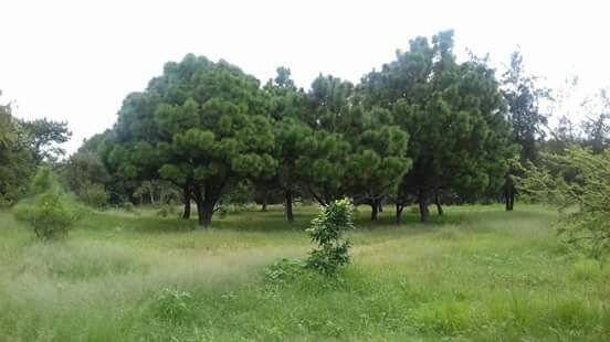 Luchan vecinos de colonia tapatía para que no destruyan su bosque