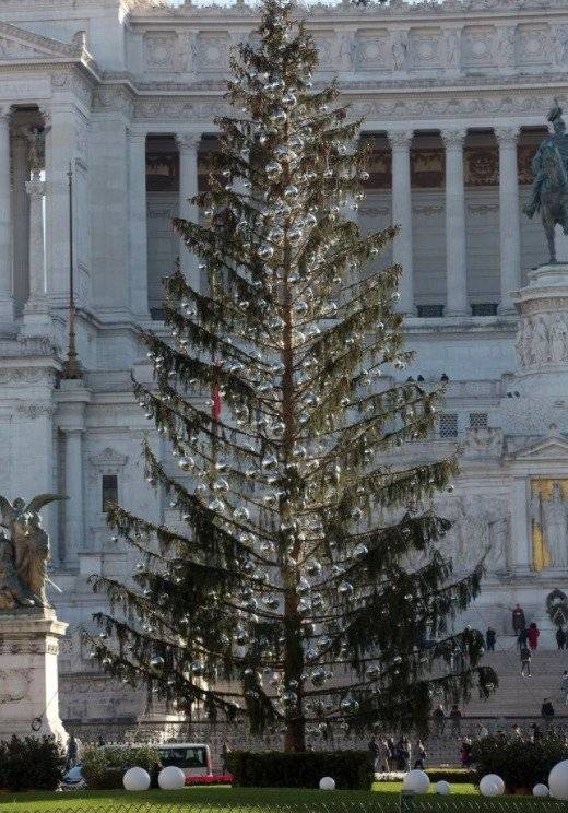 árbol