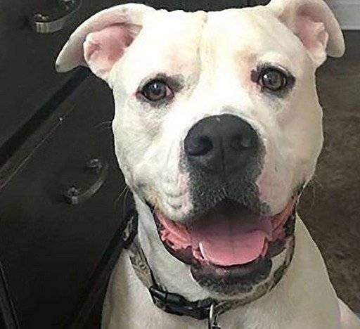 perro