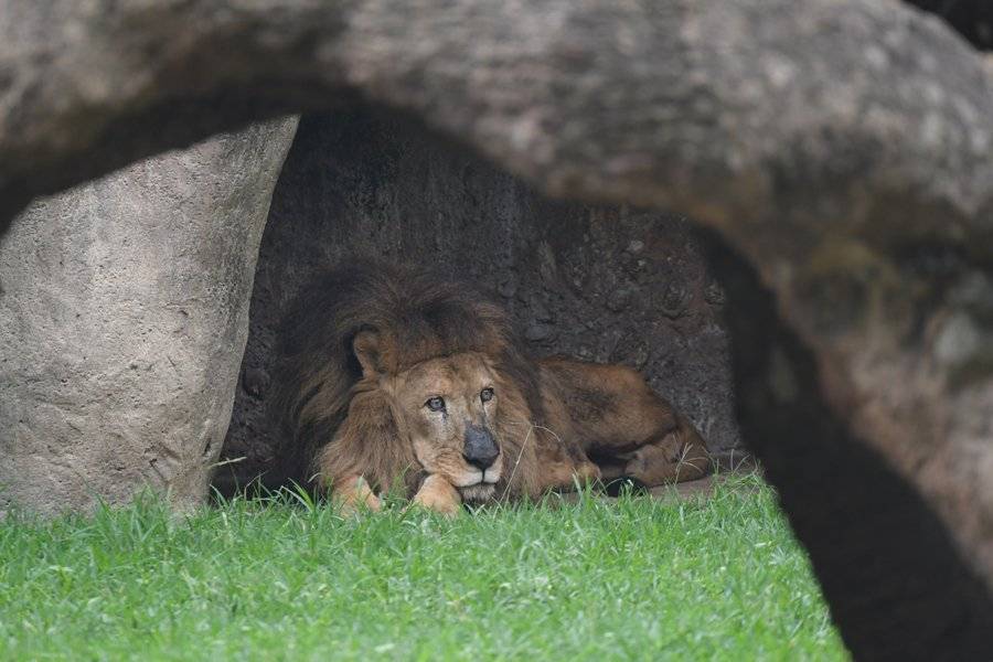 León en agonía