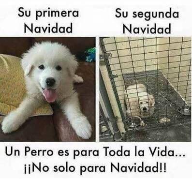 mascotas