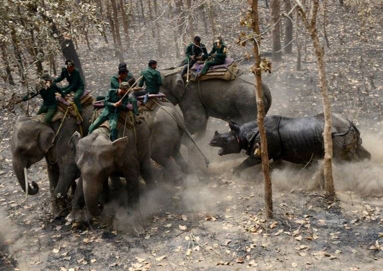 Rinoceronte liberado en Nepal