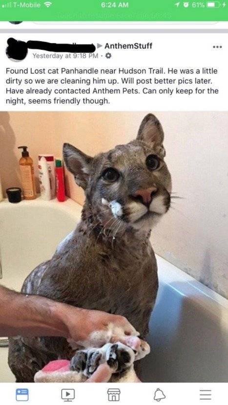 gatitoa
