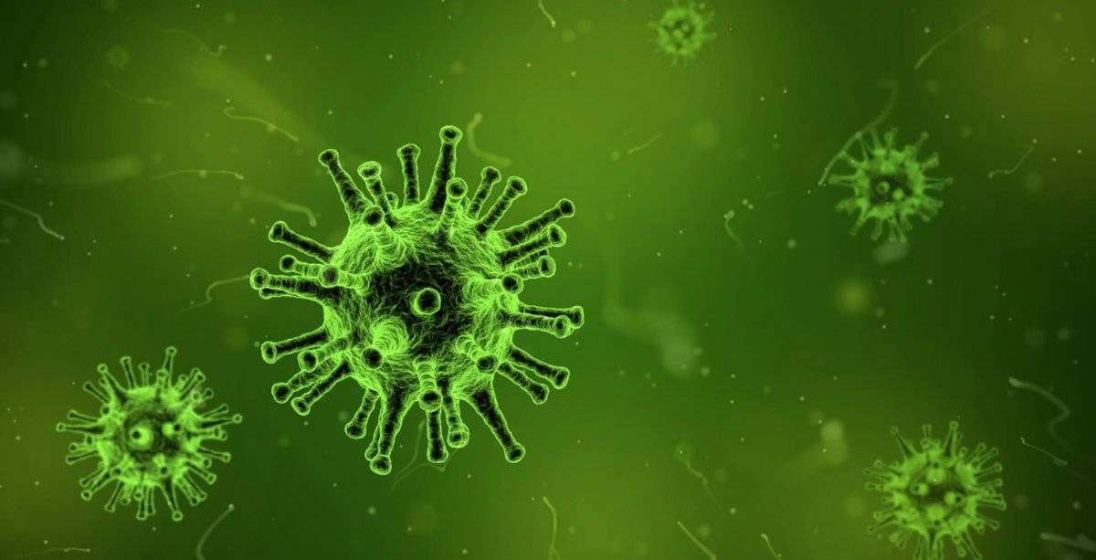 Bacteria