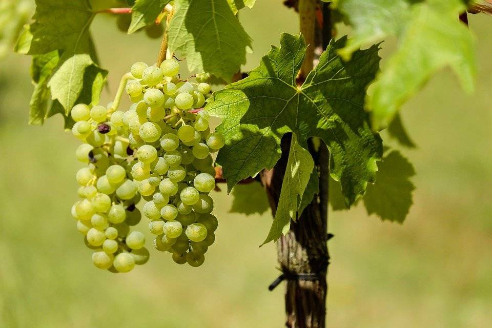 uvas