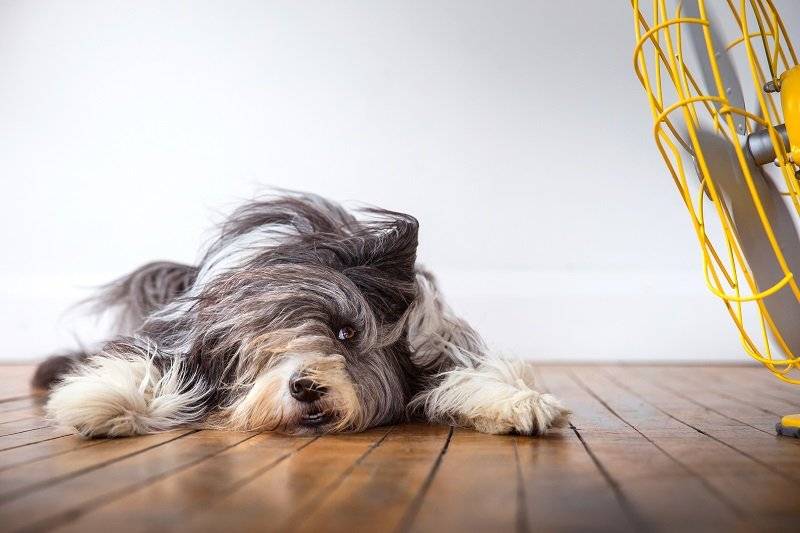 Perros + ventilador = diversión. |Illona Haus