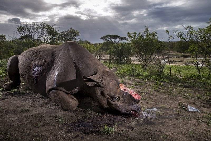 Fotógrafo de Vida Silvestre del Año. |Brent Stirton