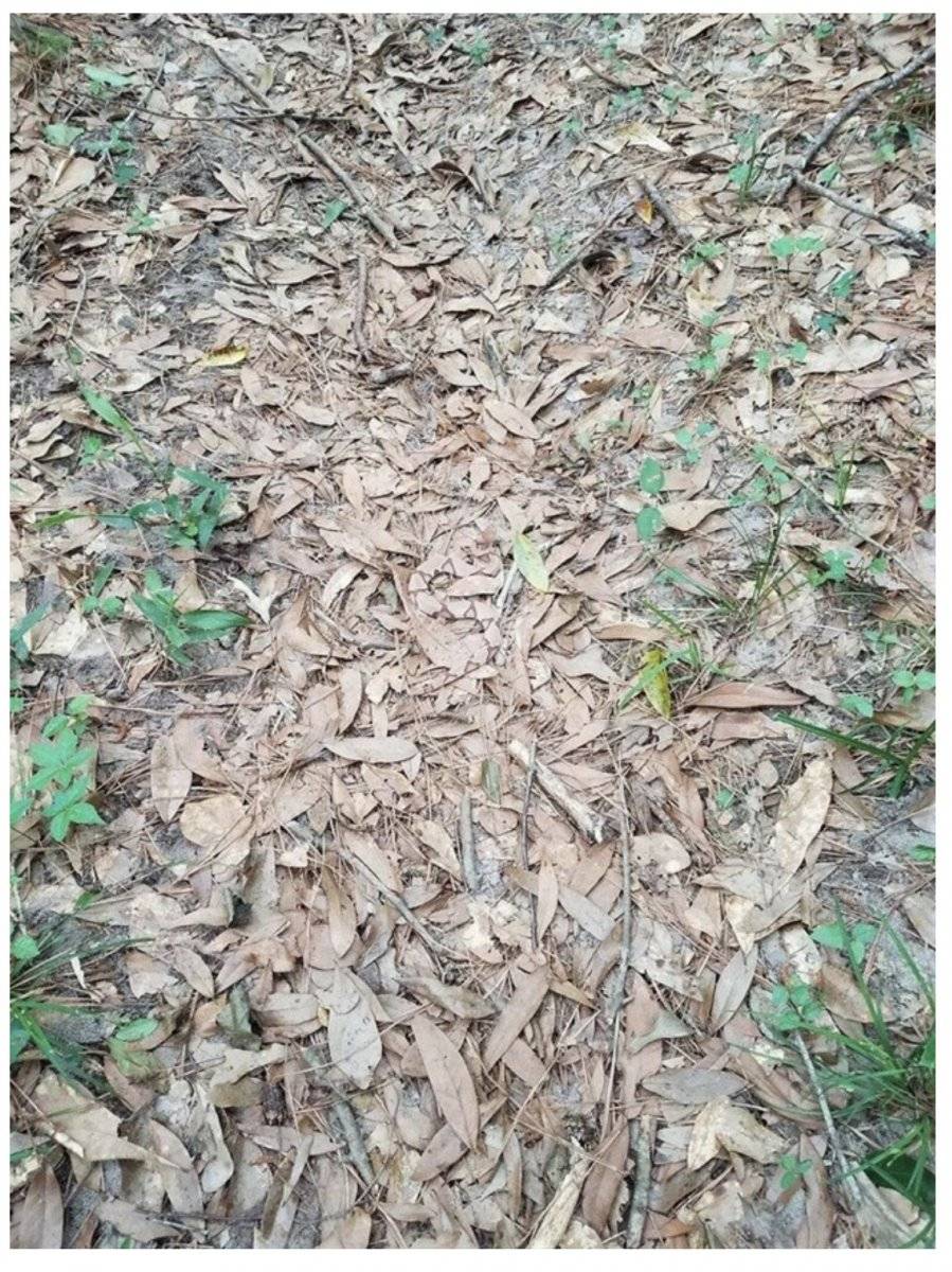 serpiente