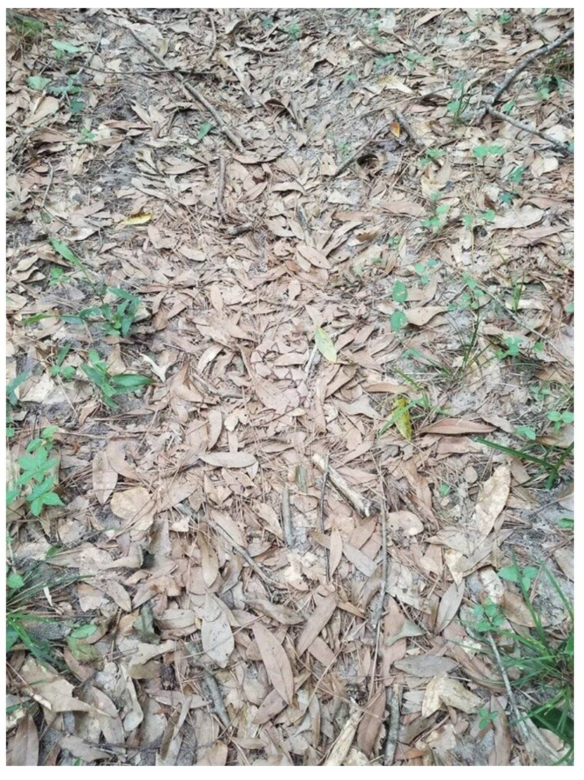 serpiente
