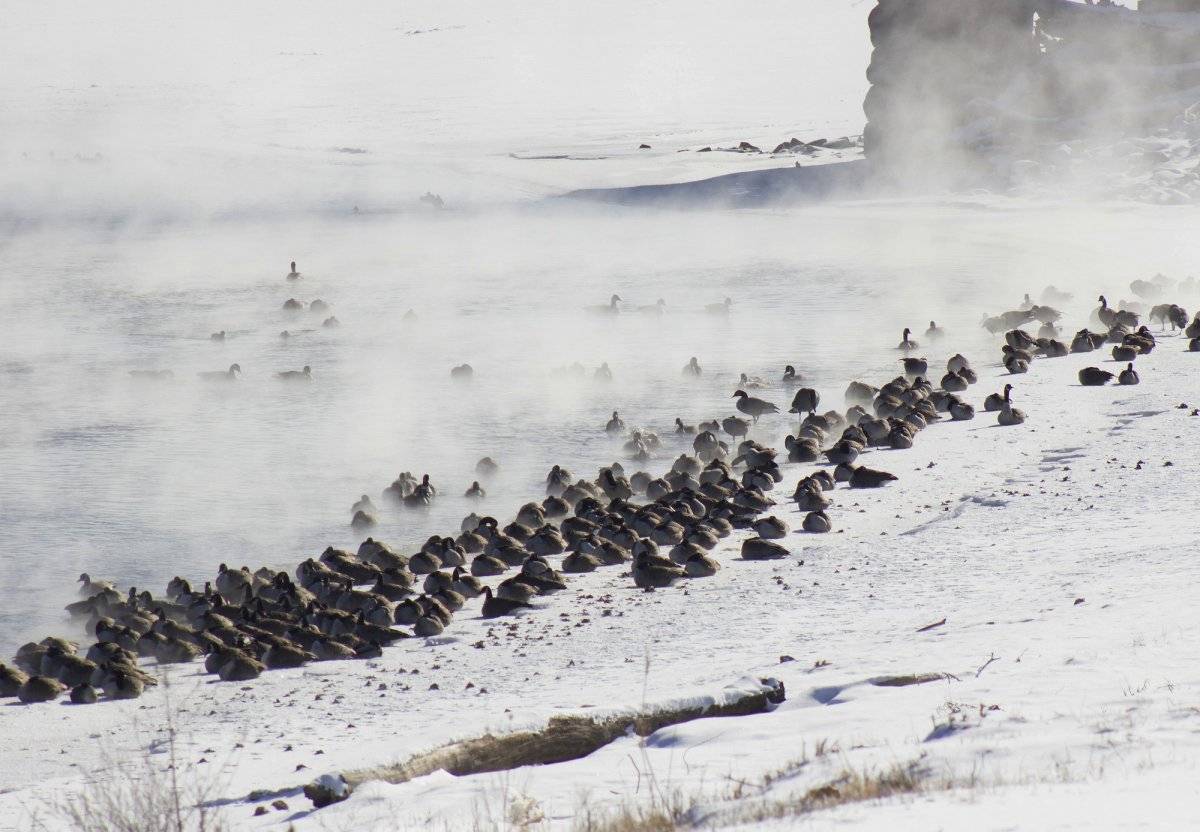 Una vista de la orilla del Río Des Moines en Iowa, en medio de una intensa ola de frío, el lunes, 1 de enero del 2018. (Matt Milner/The Ottumwa Courier via AP)