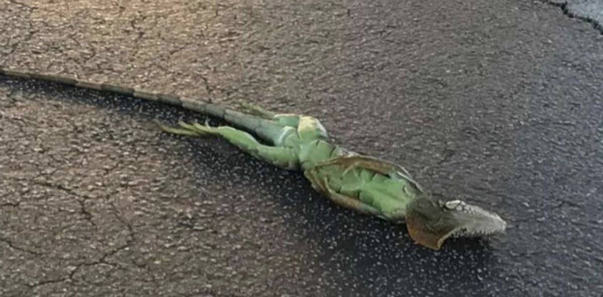 Iguanas