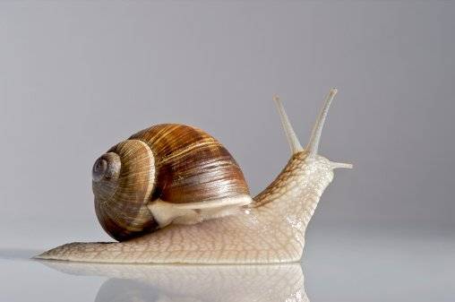 Parafilia